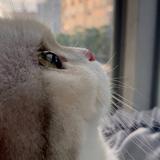 奋发小红花fZ头像