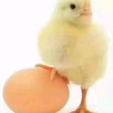 任善磊头像