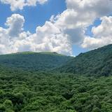 爱小猫794头像