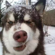 fatallt的个人资料头像