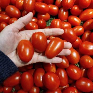 红茄小宝妈头像