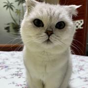 CVBOY的个人资料头像