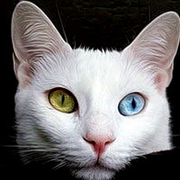 精致的个人资料头像