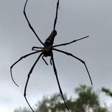 猎风0808头像