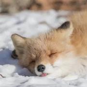 Dano的个人资料头像