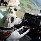 幸运草的记事本头像