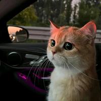 一丝不苟阳光AYv头像