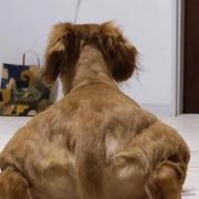 狗霸天的个人资料头像