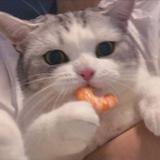 金色的蒲公英59头像