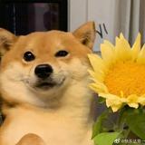 手拙道人头像