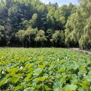 曙光998的个人资料头像