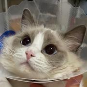 王羊羊的个人资料头像