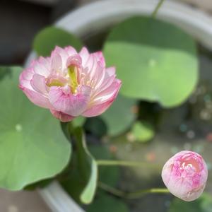 爱笑北票4A7头像