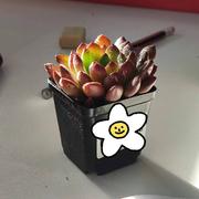 pramada的个人资料头像