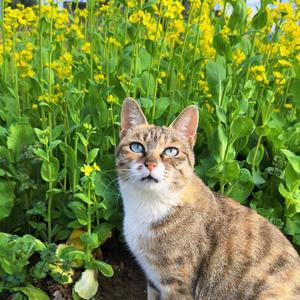田园宝贝儿6274