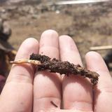 雪域土特产好头像