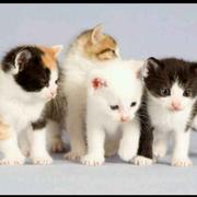 秦武的个人资料头像