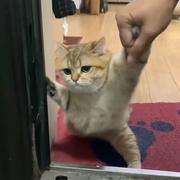 疯狂大菠萝的个人资料头像