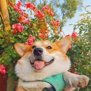 半岛铁盒盖子的个人资料头像