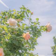 有阳阳的个人资料头像