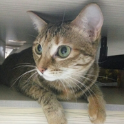 好炫的个人资料头像