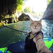 penndev的个人资料头像