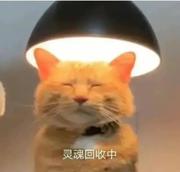 炒人不会肥的个人资料头像