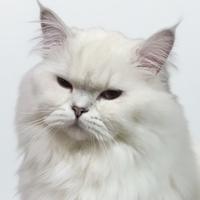 家有小花卷头像