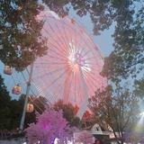 🌸月儿🌸头像