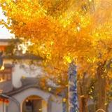 高速上的蜗牛455头像