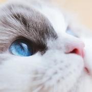 gin小子的个人资料头像