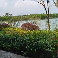 上海加油1981头像