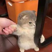angle的个人资料头像