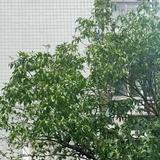 清爽夏楠头像