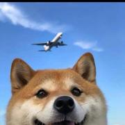 ppdog的个人资料头像