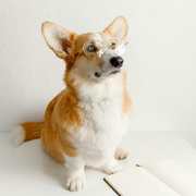 浅浅海鸥的个人资料头像