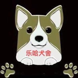 乐哈犬舍！宠物之家！头像