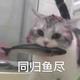 同归鱼尽吧头像