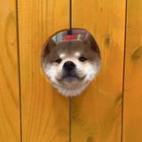 sc4u头像