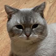 SimGenius的个人资料头像