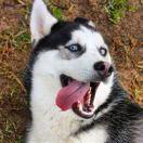 Luttinger的个人资料头像