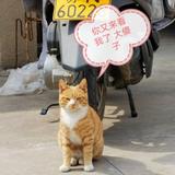 孤独烈酒73头像
