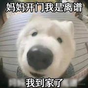飞天小帅比的个人资料头像