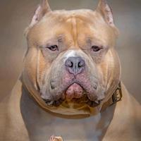 睿智安达7O0头像