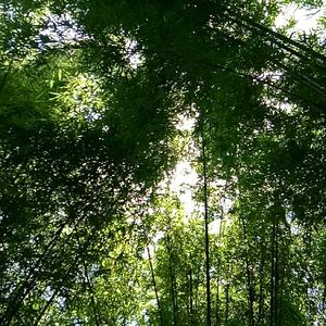 含笑艺曲头像