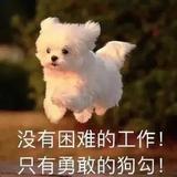 喵喵的哈呢头像