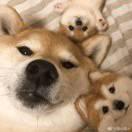 阿西本尊的个人资料头像