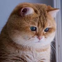 灬黑黑黑灬头像