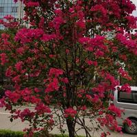 XZL多财多益头像