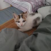 AshlCai的个人资料头像